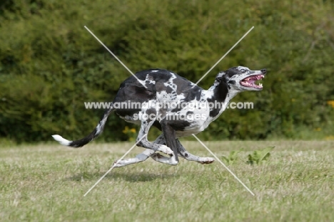 Lurcher running at high speed