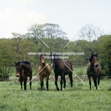 four welsh cobs (section d)colts and fillies walking towards camera