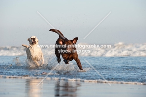 chocolate and cream Labrador Retriever running in sea