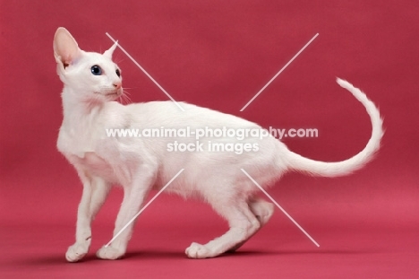 Oriental Shorthair, White Blue Eyed, on pink background