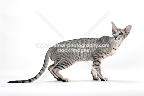 Oriental Shorthair, Silver Spotted Tabby colour