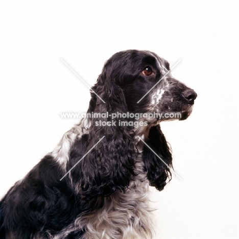 english cocker spaniel portrait on white background