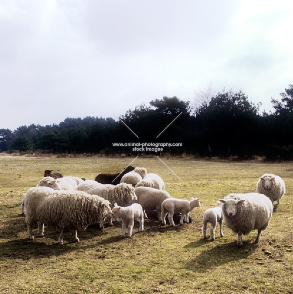 poll dorset cross sheep ewes with lambs 