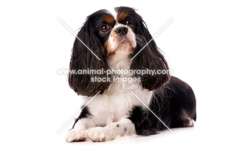 black, brown and white King Charles Spaniel isolated on a white background
