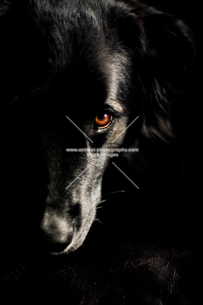 Black dog resting head on dark couch