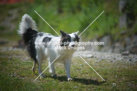 Black and white border collie retrieving stick