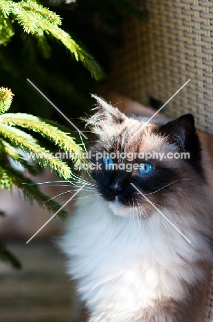 Ragdoll cat portrait