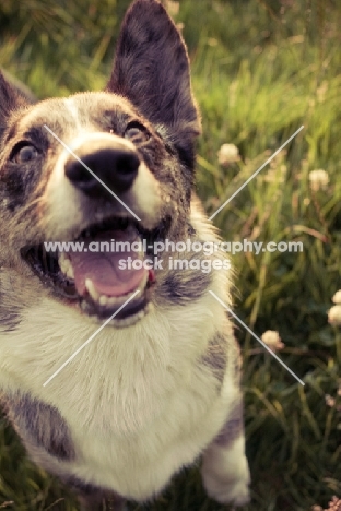 happy Cardigan Corgi