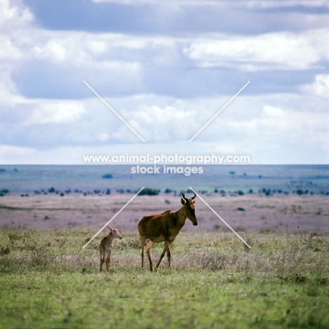 coke's hartebeest walking with young, nairobi np