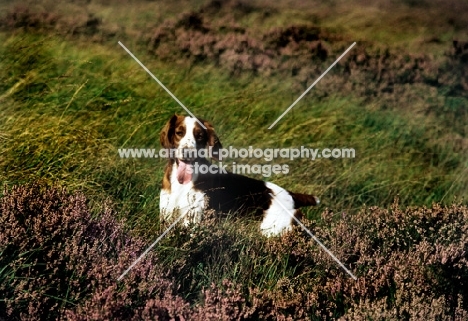 welsh springer spaniel in heather on moorland