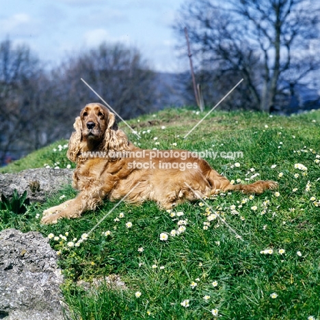 cocker spaniel, undocked, in pet trim, lying on a hillside