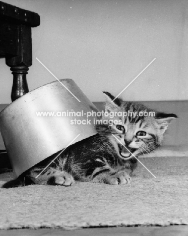 kitten underneath a pan