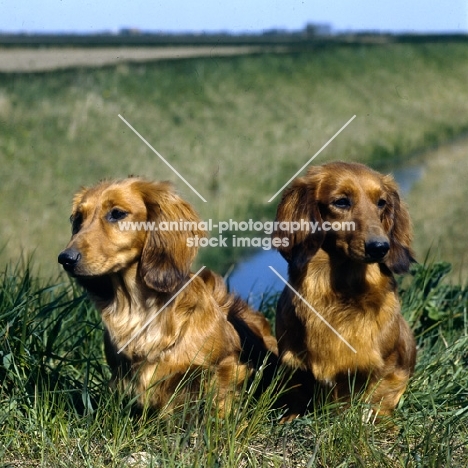 two dachshunds long haired sitting on a embankment