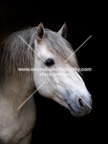 Connemara pony on black background, portrait