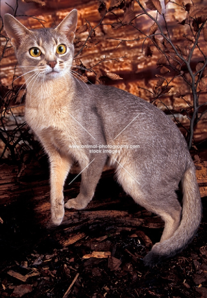 blue abyssinian near wood