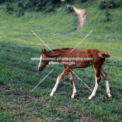 kisber foal walking purposefully