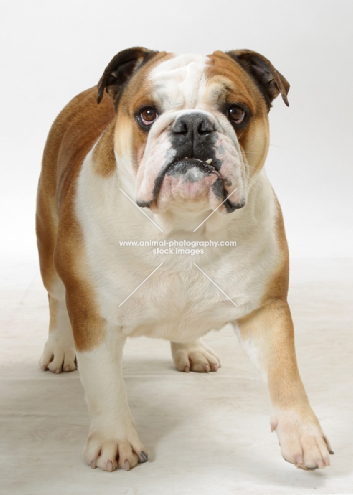 Australian Champion British Bulldog on white background, front view