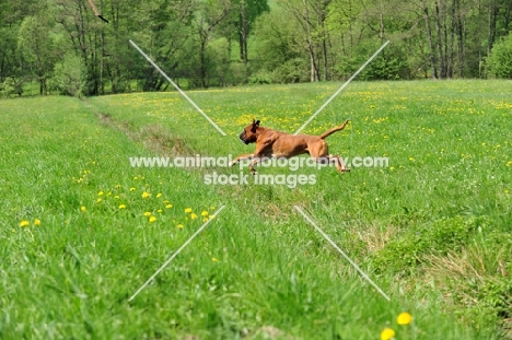 undocked Boxer running in field