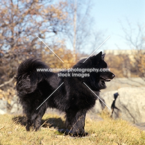 swedish lapphound in sweden standing in grass