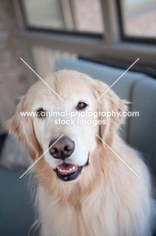 golden retriever smiling