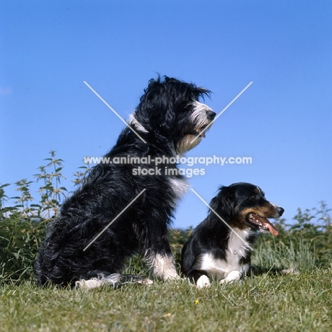 border collie and cross bred dog, english springer spaniel x bearded collie,  awaiting instructions