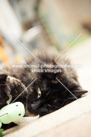 calm cat with toy