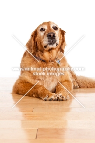 elderly Golden Retriever