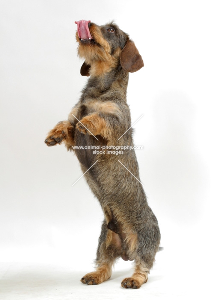 Dachshund Wirehaired on white background, licking lips