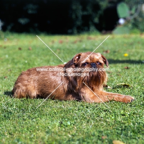 griffon bruxellois lying in garden