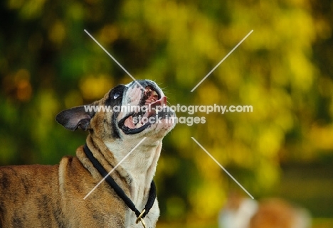 Bulldog looking up