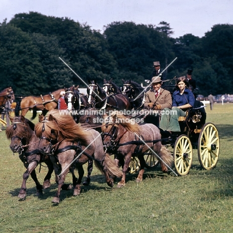 shetland pony team in driving competition