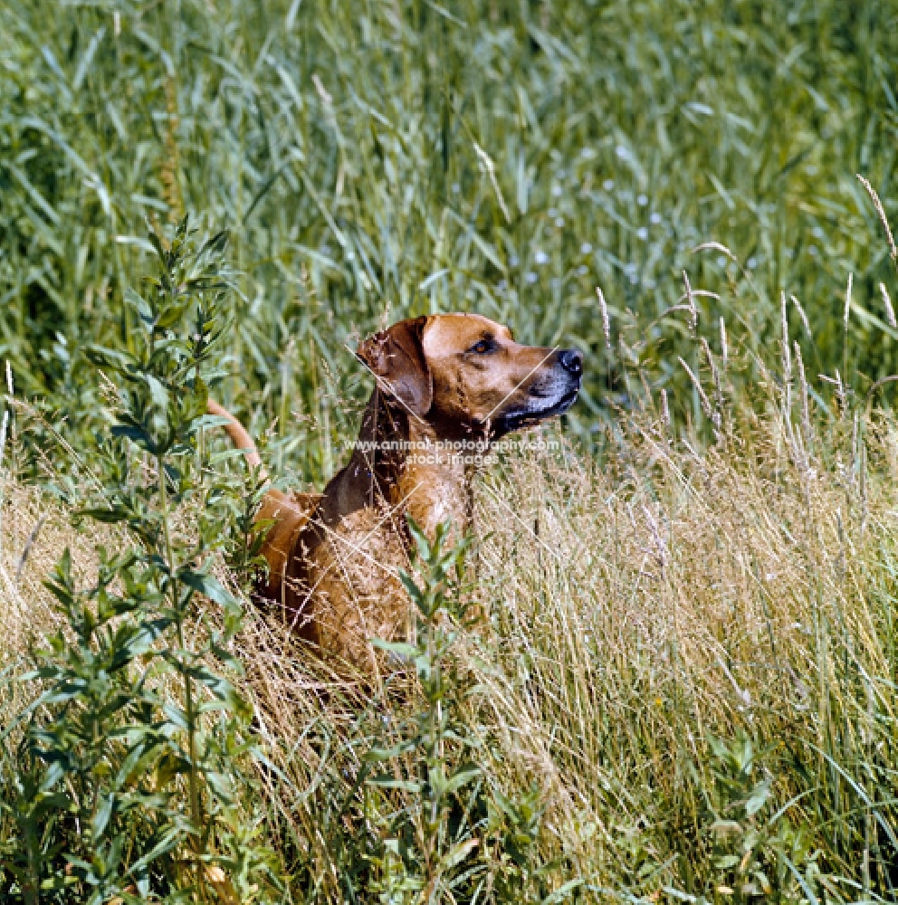 rhodesian ridgeback in long grass, camouflaged