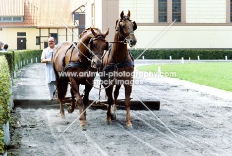 two hanoverians working at celle