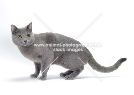 blue Chartreux cat side view