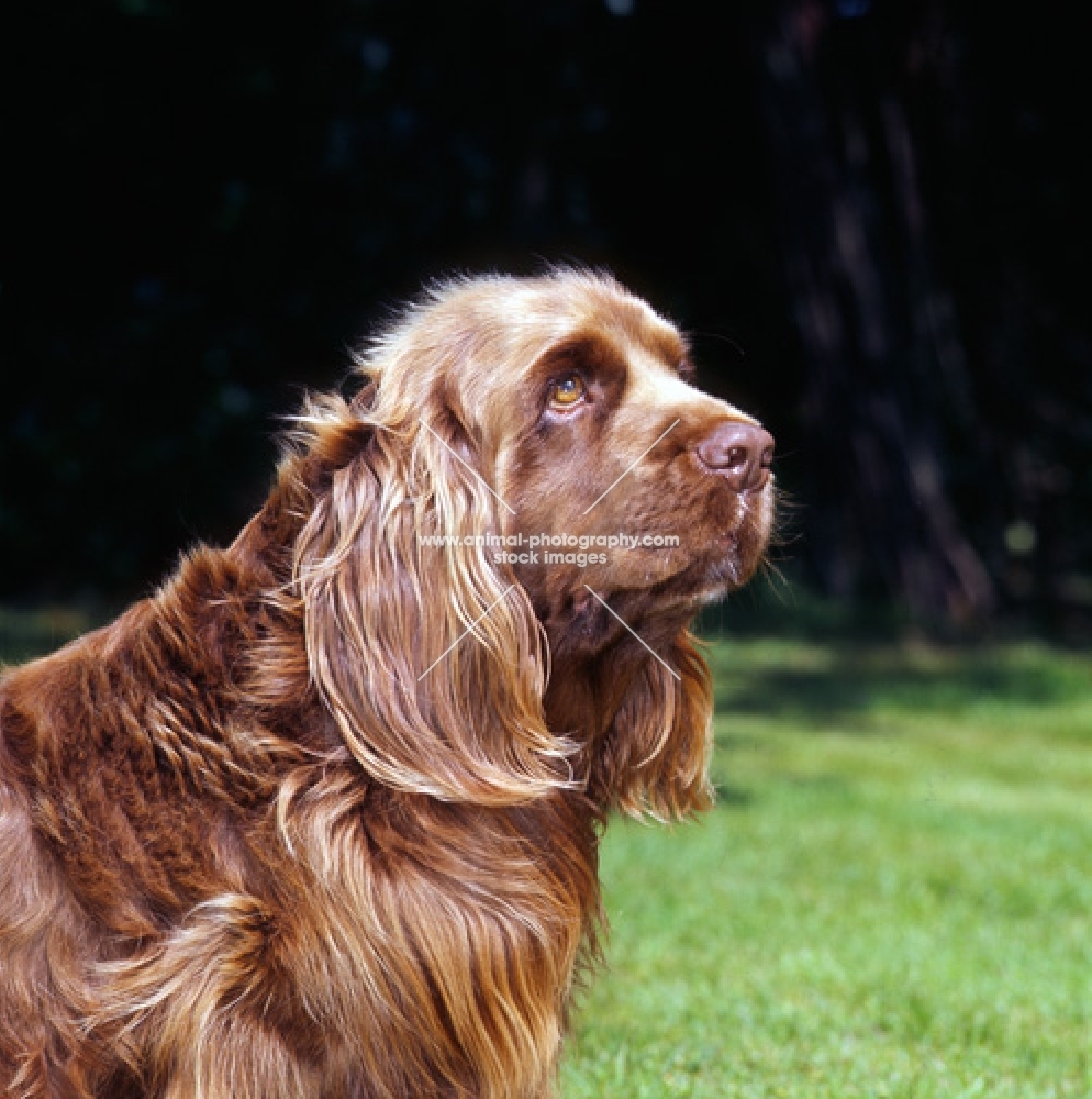 head shot of sussex spaniel