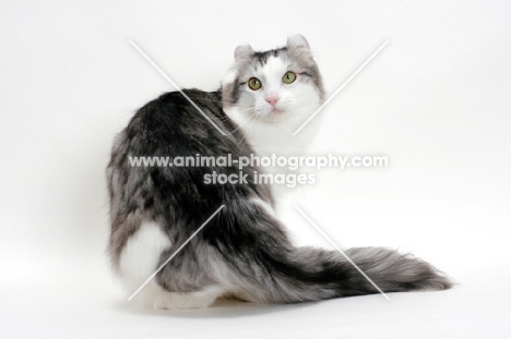 American Curl cat back view, silver mackerel tabby & white colour