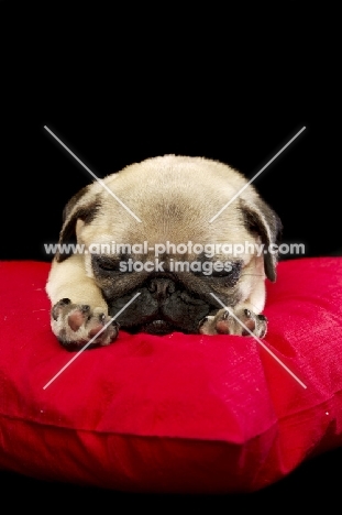 tired Pug puppy asleep on pillow