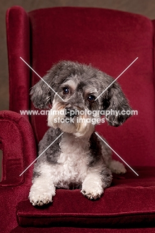 Schnoodle (Schnauzer cross Poodle) in chair