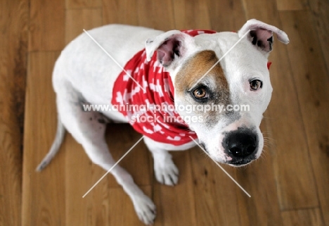 Staffordshire Bull Terrier with brown patch around his right eye, with swiss scarf around his neck