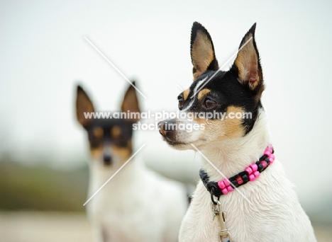 Toy Fox Terrier portrait