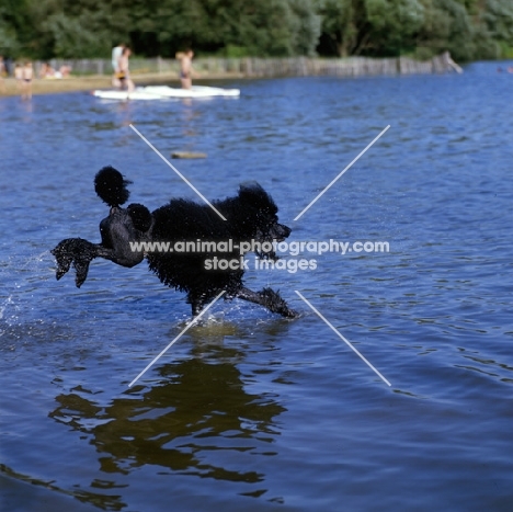 ch montravia tommy gun, standard poodle, best in show crufts, enjoying water