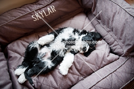 8 week old Portuguese Water Dog puppy in dog bed