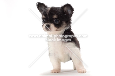 longhaired Chihuahua puppy, looking away