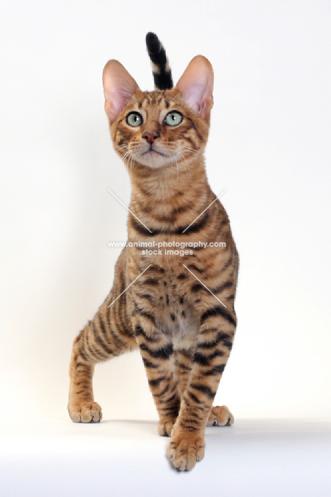 Toyger cat front view, Brown Mackerel Tabby colour