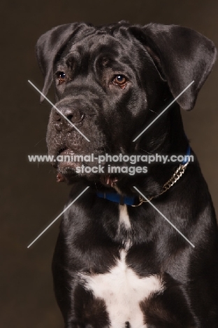 Cane Corso portrait