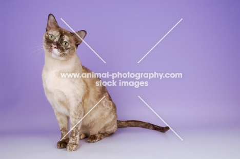 chocolate tortie burmese cat sitting on purple background