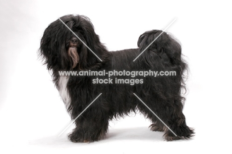 Black & White & Tan Tibetan Terrier on white background