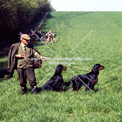 gordon setters at field trials