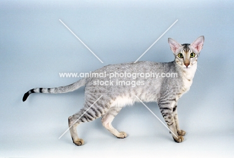 black silver shaded oriental shorthair