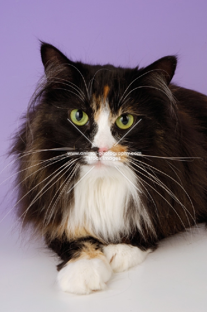 black tortie and white norwegian forest cat